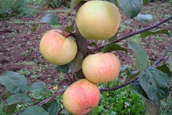 Características y descripción del manzano Imrus, cultivo, plantación y cuidado.