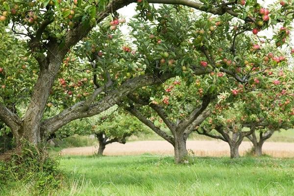 récolte dans le jardin