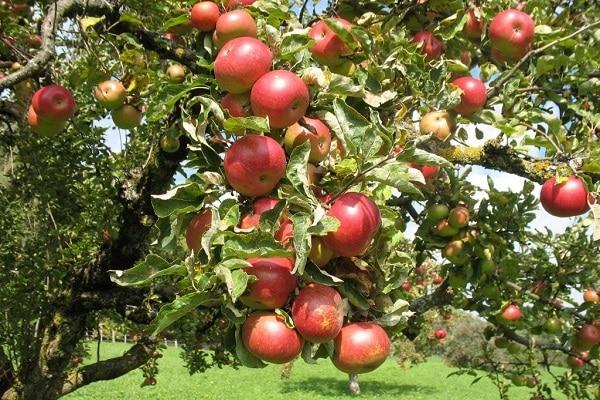 fruit clusters