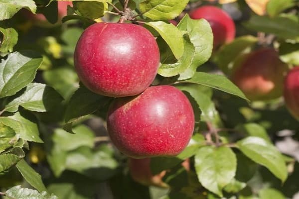 frutas maduras