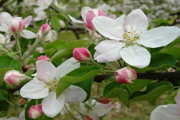 white bloom