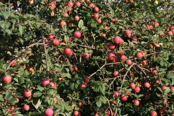 couronne formée