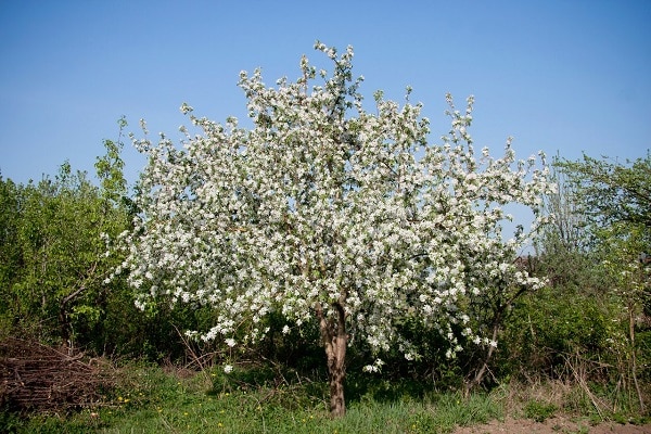 árbol floreciente