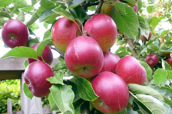 bouquet de pommiers