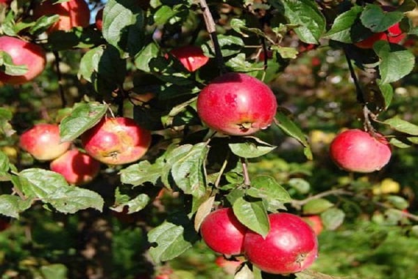 frutas maduras