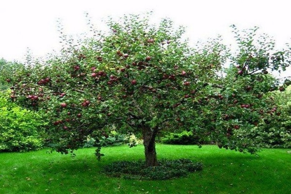 jardín de verano