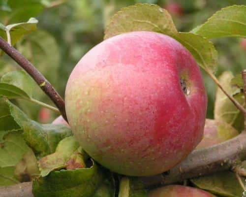 apple tree veteran