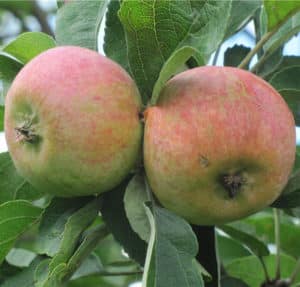 Description and characteristics of the apple variety Korobovka, planting, growing and care