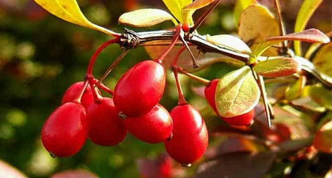 barberry medicinal properties