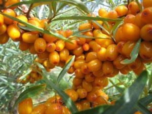 When to collect and how to properly store sea buckthorn at home