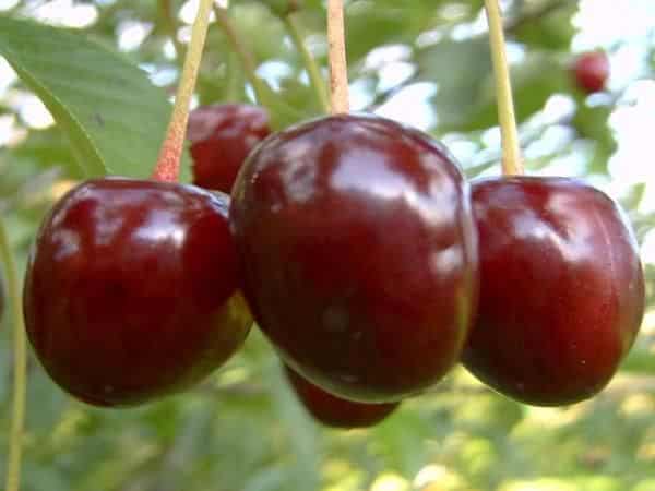 Zagorievskaya cherry