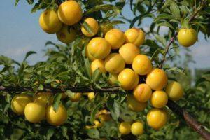 Descripción de las mejores variedades de ciruelas para los Urales, su plantación y cuidado.