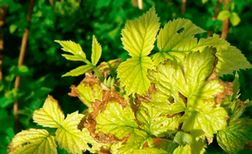 les feuilles de cassis jaunissent