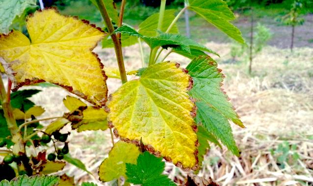 currant leaves turn yellow