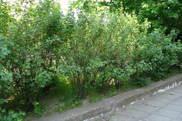 greenery at the border