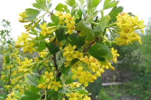 flowering tree