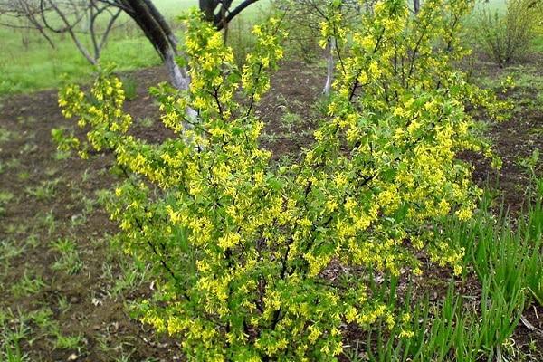 formation de plantes