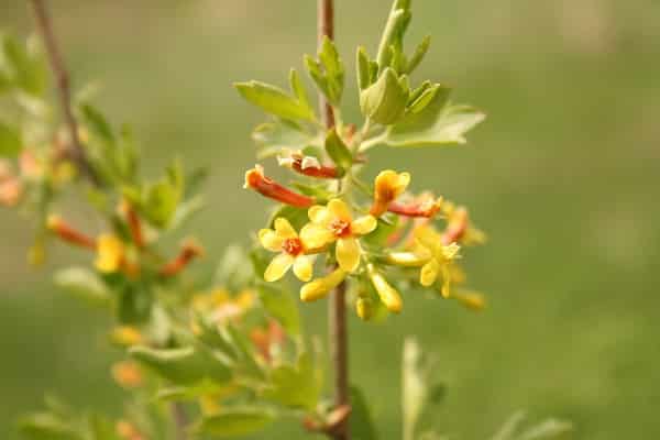 planta de campo