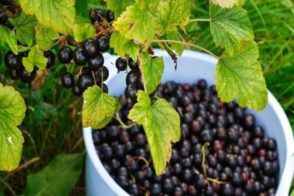 a bucket of fruit