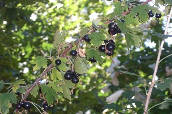 [characteristic of berries