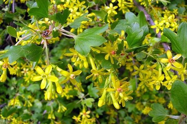 fleurs jaunes