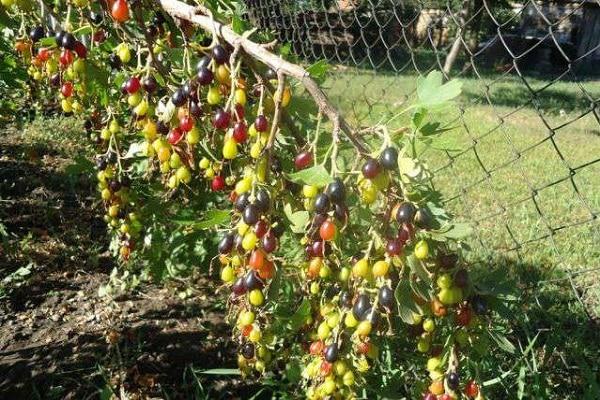 colorful berries