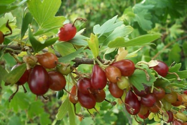 burgundy berries