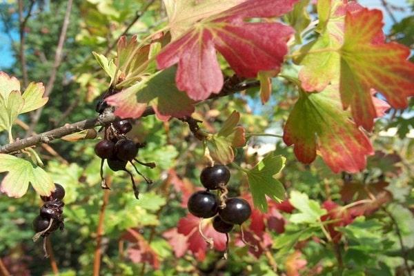 les feuilles deviennent rouges