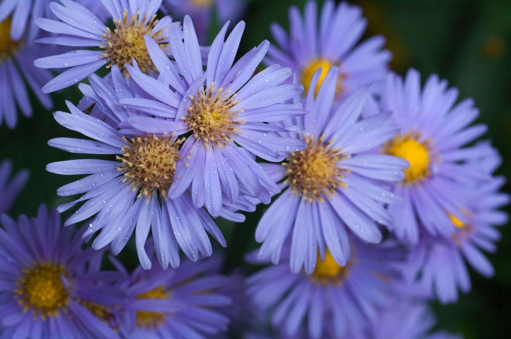 alpine aster