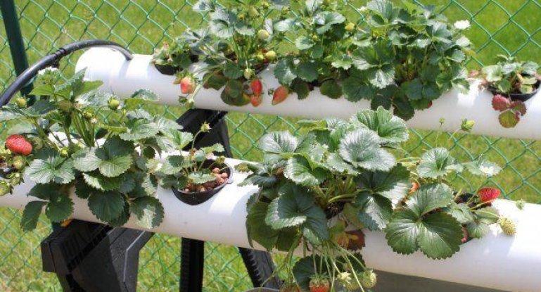 strawberry bushes