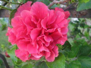 Descripción de variedades de terry hibiscus, plantación, cultivo y cuidado.