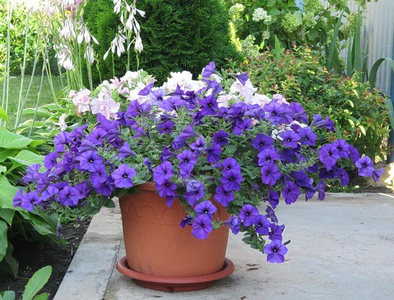 petunia in a pot