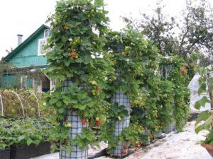 Hoe u verticale bedden maakt om met uw eigen handen aardbeien te kweken