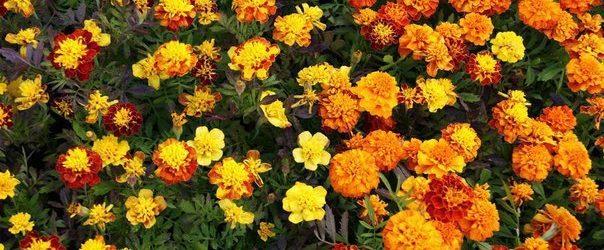 flowers marigold