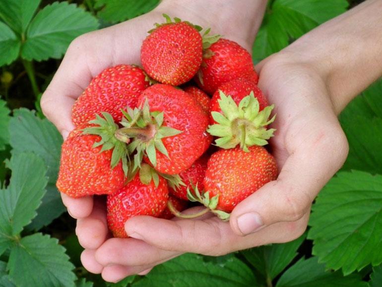 bollero de fresa