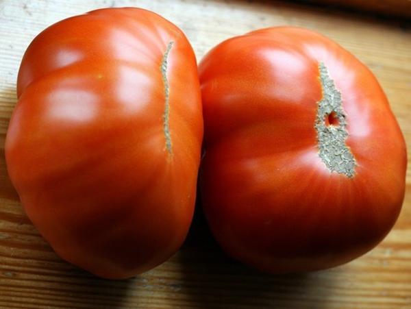 Siberian tomato