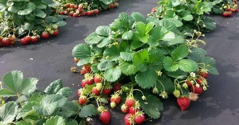 strawberry bush