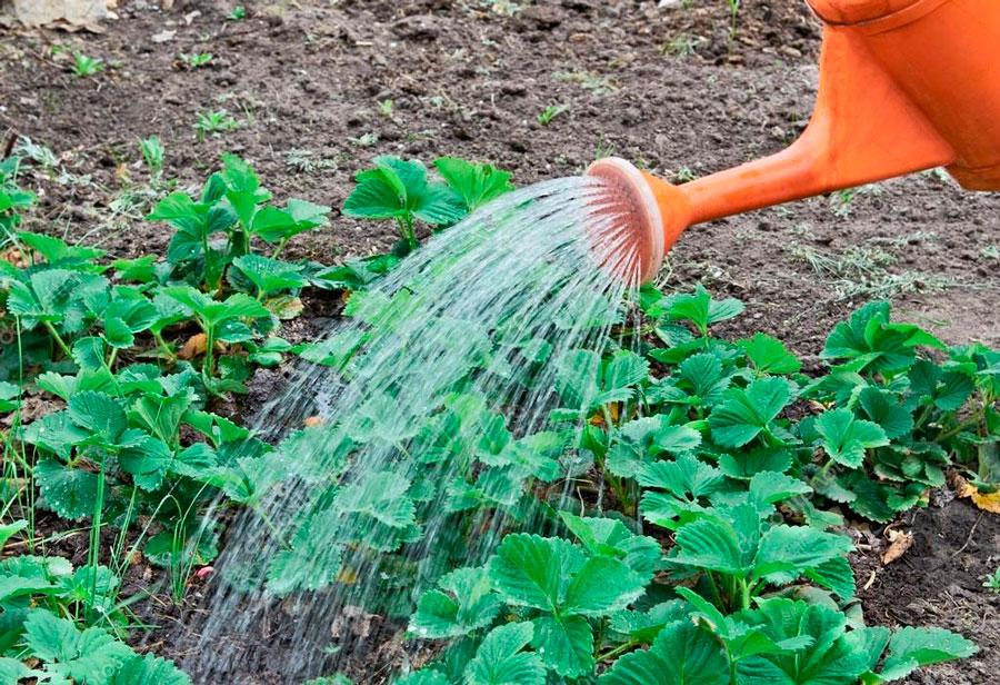 watering strawberries