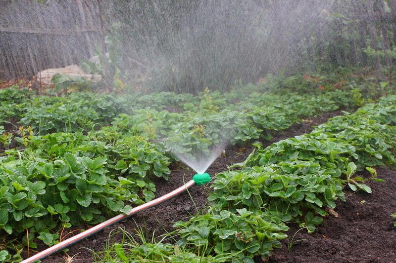 watering strawberries