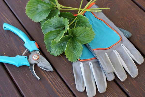 pruning strawberries