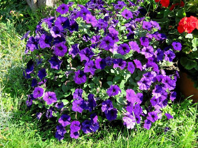 petunia bush