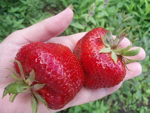 ripe strawberry