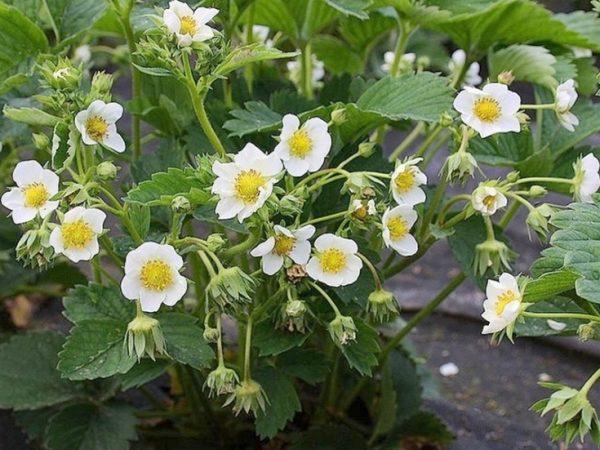 fraise en fleurs