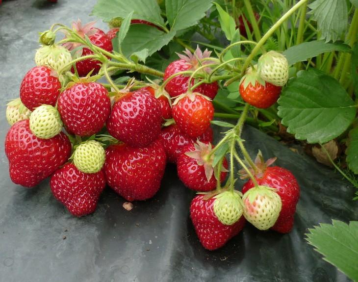 couronne de fraise