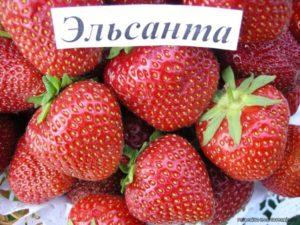 Description and characteristics of the Elsanta strawberry variety, cultivation and care