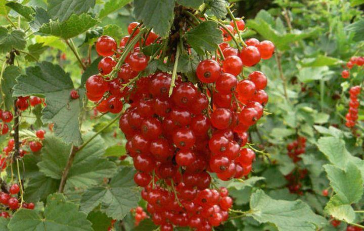 Ribes rojo