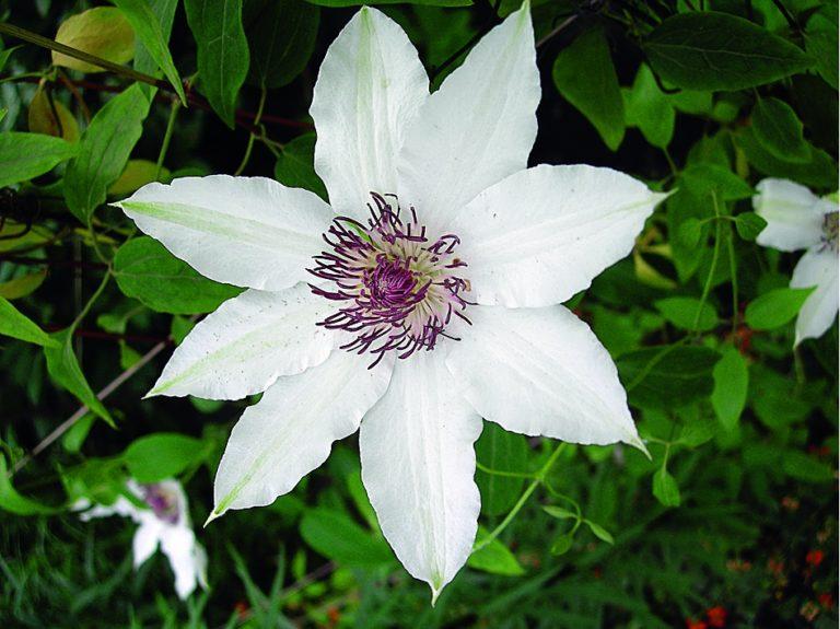 white clematis