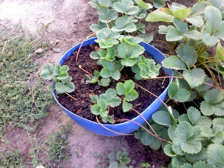 strawberry bush