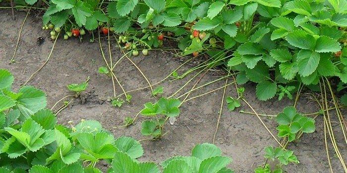 strawberry bush