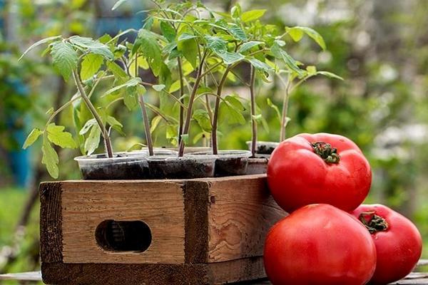 tomato dan anak benih